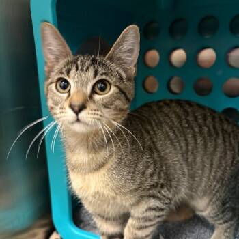 Cleo de Nile -  Domestic Short Hair Cat for Adoption in Keizer, Oregon - Cleo De Nile | PetCurious