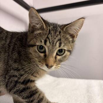 Dinosaur Train -  Domestic Short Hair Cat for Adoption in Davenport, Iowa - Dinosaur Train | PetCurious