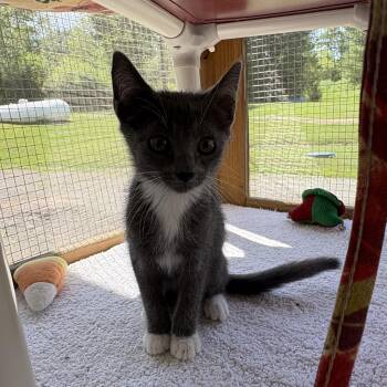 Dolly Purrton -  Domestic Short Hair Cat for Adoption in Honesdale, Pennsylvania - Dolly Purrton | PetCurious