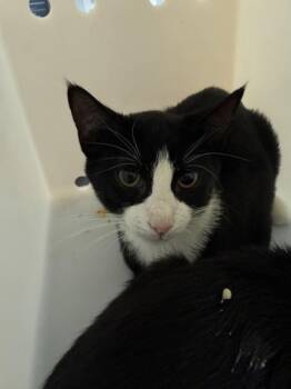 Cliff -  Domestic Short Hair Cat for Adoption in New York, New York - Cliff | PetCurious