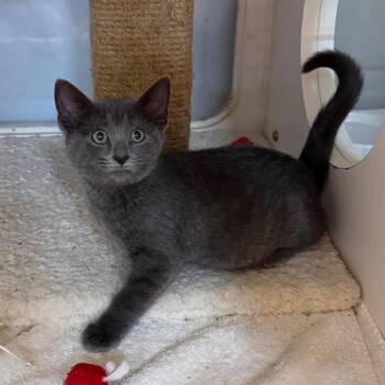 Elf -  Domestic Short Hair Cat for Adoption in Potomac, Maryland - Elf | PetCurious