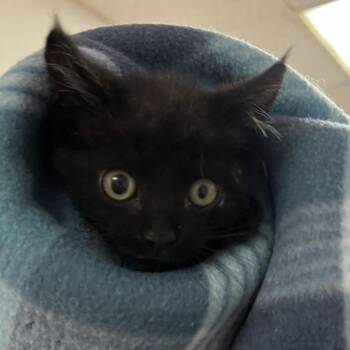 Hot Pocket-C -  Domestic Short Hair Cat for Adoption in East St. Louis, Illinois - Hot Pocket-C | PetCurious