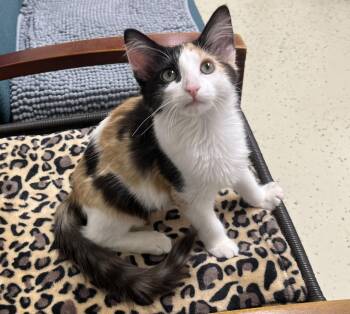 Kahlua -  Calico and Domestic Long Hair Cat for Adoption in Hillsboro, Texas - Kahlua | PetCurious