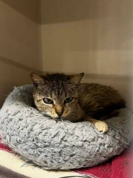 Tabby Cats Available for Adoption - Merci | PetCurious