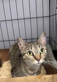 Compass -  Domestic Short Hair Cat for Adoption in West Chester, Pennsylvania - Compass | PetCurious
