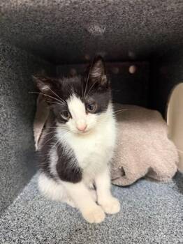 Rabbit -  Domestic Short Hair Cat for Adoption in Irving, Texas - Rabbit | PetCurious