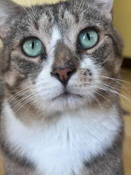 Hank Holly -  Domestic Short Hair Cat for Adoption in Philadelphia, Pennsylvania - Hank Holly | PetCurious