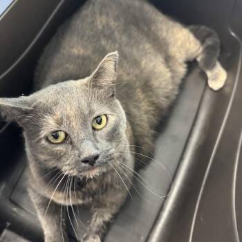 Daria -  Domestic Short Hair Cat for Adoption in Des Moines, Iowa - Daria | PetCurious