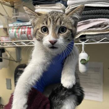 Keyboard -  Domestic Short Hair Cat for Adoption in Pasadena, California - Keyboard | PetCurious