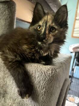 Vivi -  Domestic Long Hair Cat for Adoption in Greenwich Township, New Jersey - Vivi | PetCurious
