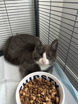 Rescue Domestic Short Hair Cats for Adoption in Davis, California - Carl | PetCurious