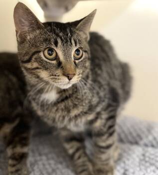 Rescue Domestic Short Hair Cats for Adoption in Sheboygan, Wisconsin - Peanut | PetCurious
