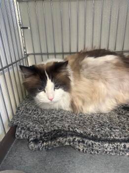Ragdoll Cats Available for Adoption - Prince | PetCurious