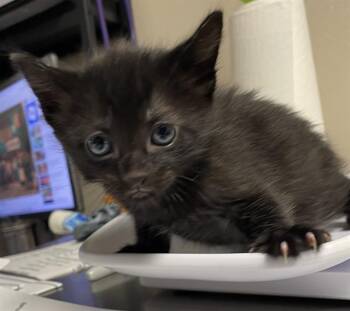 LEAF -  Domestic Short Hair Cat for Adoption in Sugar Land, Texas - LEAF | PetCurious