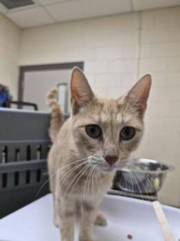 Katniss -  Domestic Short Hair Cat for Adoption in Westland, Michigan - Katniss | PetCurious
