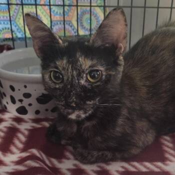 Domestic Short Hair Cats Available for Adoption in Camden, Delaware - Camella | PetCurious