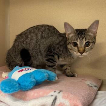 Kate -  Domestic Short Hair Cat for Adoption in Great Falls, Montana - Kate | PetCurious
