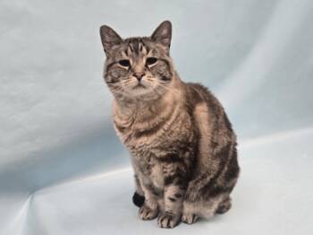 Rescue Domestic Short Hair Cats for Adoption in Minneapolis, Minnesota - Ellie | PetCurious