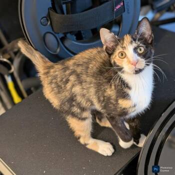 Moss -  Domestic Short Hair Cat for Adoption in Fort Lauderdale, Florida - Moss | PetCurious