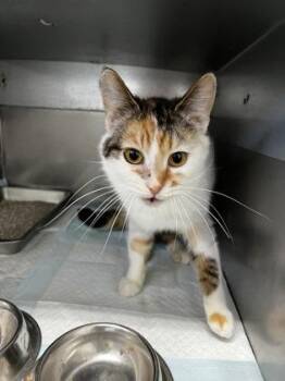 Domestic Short Hair Cats Available for Adoption in Simcoe, Ontario - Frack | PetCurious