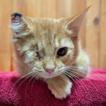Jaxie -  Domestic Medium Hair Cat for Adoption in Tylertown, Mississippi - Jaxie | PetCurious