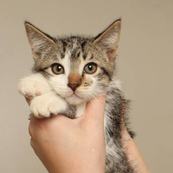 Spicy C71301 -  Domestic Short Hair Cat for Adoption in Minnetonka, Minnesota - Spicy C71301 | PetCurious