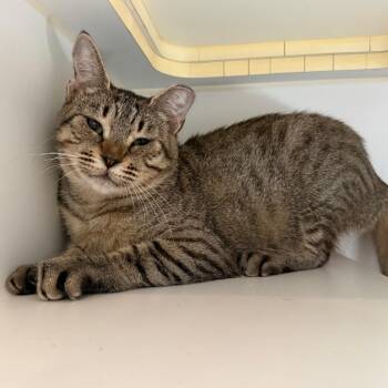 Dino Nugget -  Domestic Short Hair Cat for Adoption in Los Angeles, California - Dino Nugget | PetCurious