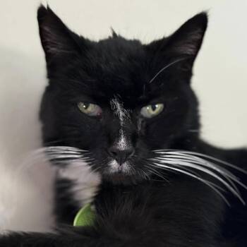 Domestic Short Hair Cats Available for Adoption - Puff | PetCurious