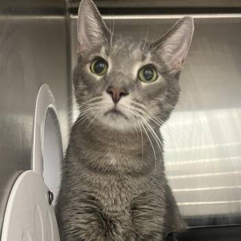 Matcha -  Domestic Short Hair Cat for Adoption in Oak Park, Illinois - Matcha | PetCurious