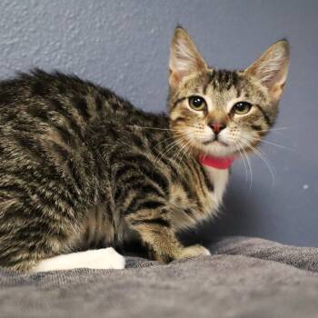 Rescue Domestic Short Hair Cats for Adoption in Lakeland, Florida - Fedelini | PetCurious