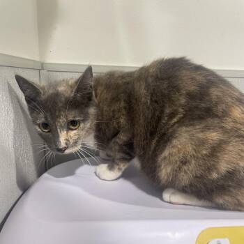 Domestic Short Hair Cats Available for Adoption in Tampa, Florida - Tibby | PetCurious