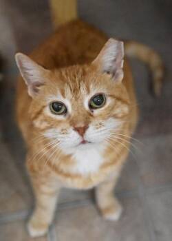 Mama Kitty/Irma -  Domestic Short Hair Cat for Adoption in Saint James City, Florida - Mama Kitty/Irma | PetCurious
