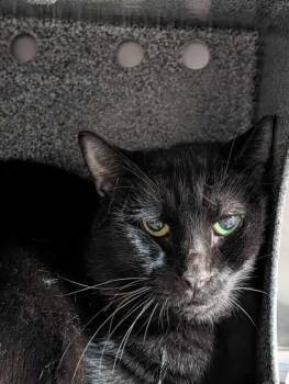 Bear -  Domestic Short Hair Cat for Adoption in Daytona Beach, Florida - Bear | PetCurious