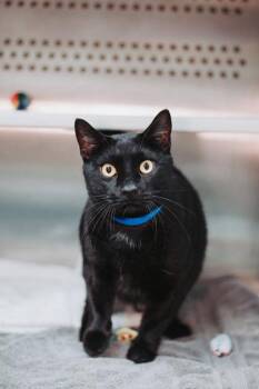 Domestic Short Hair Cats Available for Adoption in North Charleston, South Carolina - 91984a Nuggett-PetSmart West Ashley | PetCurious