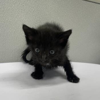 Steven -  Domestic Short Hair Cat for Adoption in Tampa, Florida - Steven | PetCurious