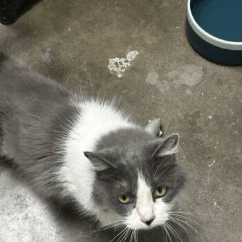 Travis -  Domestic Long Hair Cat Available for Adoption in Zimmerman, Minnesota - Travis | PetCurious