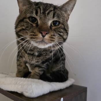 Extra Toes Cat Hemingway Polydactyl Cats Available for Adoption - Marty Mcfly | PetCurious