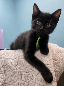 Bel Air (Belly) -  Domestic Short Hair Cat for Adoption in Chicago, Illinois - Bel Air (Belly) | PetCurious