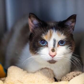 Rescue Domestic Short Hair Cats for Adoption - Lucy | PetCurious