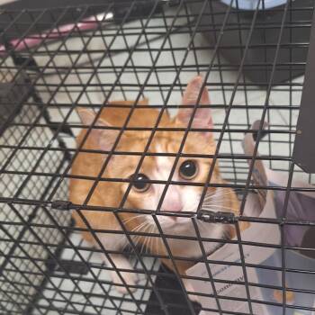 Feisty Tigger -  Domestic Short Hair Cat for Adoption in Philadelphia, Pennsylvania - Feisty Tigger | PetCurious