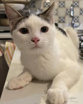 Anton -  Domestic Short Hair Cat for Adoption in San Antonio, Texas - Anton | PetCurious