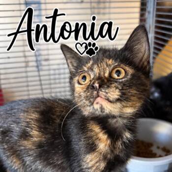 Antonia (PM group) -  Domestic Medium Hair Cat for Adoption in Lancaster, Ohio - Antonia (PM Group) | PetCurious