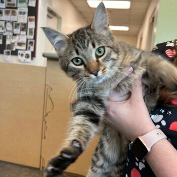 Wiggles -  Domestic Medium Hair Cat for Adoption in Lindon, Utah - Wiggles | PetCurious