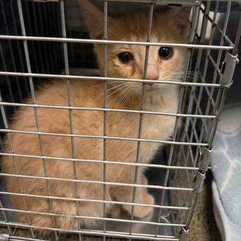 Baby Fennel -  Domestic Short Hair Cat for Adoption in Harrisonburg, Virginia - Baby Fennel | PetCurious