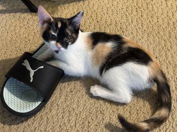 Rescue Calico Cats for Adoption in Allen, Texas - Spice | PetCurious