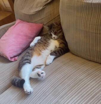 Howie -  Domestic Short Hair Cat for Adoption in Philadelphia, Pennsylvania - Howie | PetCurious
