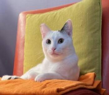 Domestic Short Hair Cats Available for Adoption - Shiloh | PetCurious