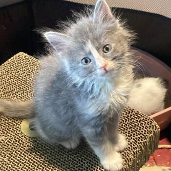 Inga -  Domestic Short Hair Cat for Adoption in Pasadena, California - Inga | PetCurious