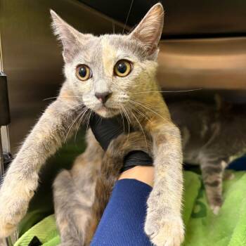 Dipsy -  Domestic Short Hair Cat for Adoption in Keizer, Oregon - Dipsy | PetCurious