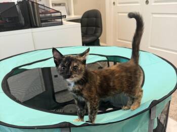 Daisy Robinson -  Domestic Short Hair Cat for Adoption in Galt, California - Daisy Robinson | PetCurious